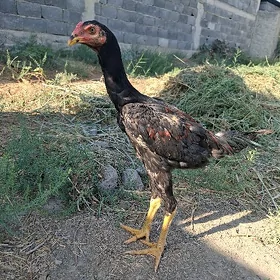 Taṣkent