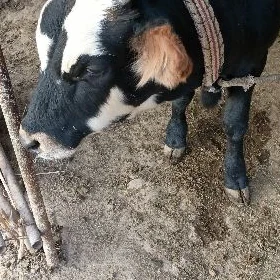 Ökuz