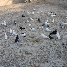 kepderi