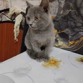 котенок