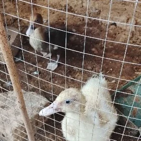 ordek