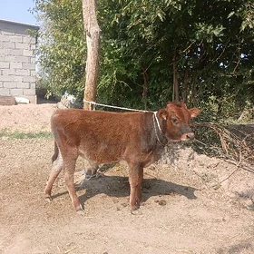okuzce 2sany