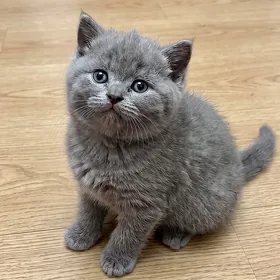 🐾 РАСПРОДАЖА ШОТЛАНДСКИХ КОТЯТ! 🐾
