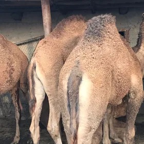 Ogsuk