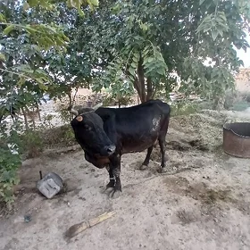 sygyr