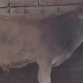 okuzce
