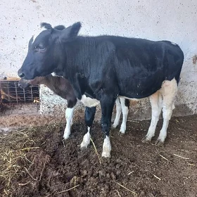 Göle (öküzçe)