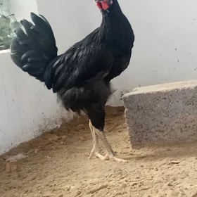 jersi gigant horaz