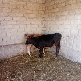 okuzce