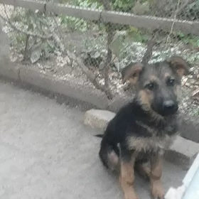 Nemeski awcarka