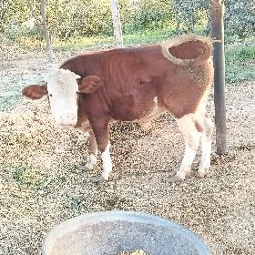 Öküz