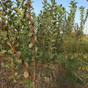 Şitil Nahal bag.