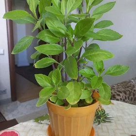 цветы