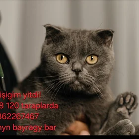 пропала кошка