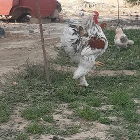 Brama Horaz