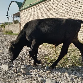 Şwet Gbrit