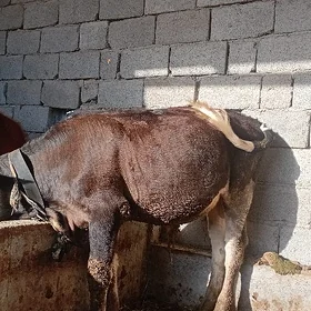 Öküz