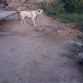 alabay ganjyk