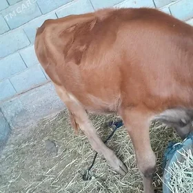 tüwe