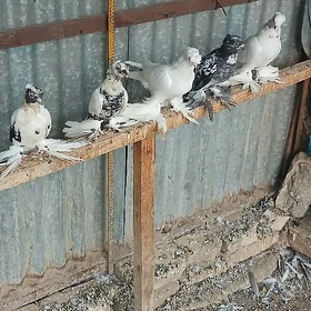 Kepderi