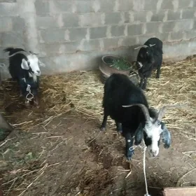 Geçi