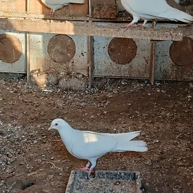kepderi