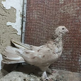 kepderi