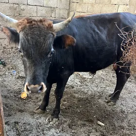 öküz