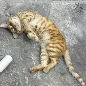 pishik