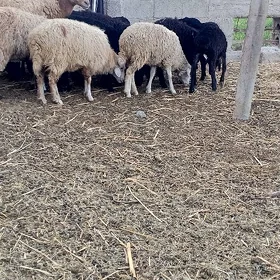 tokly garköli