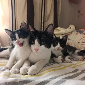 Котята девочки близнецы