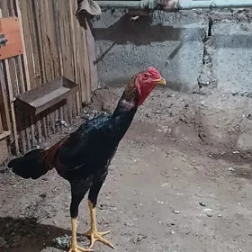 horaz