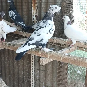 kepderi