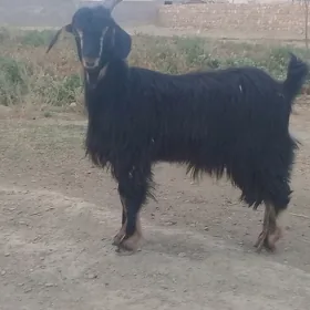 Gog geci