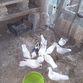 kepderi