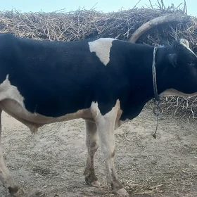 galisteyin arassa gan okuz
