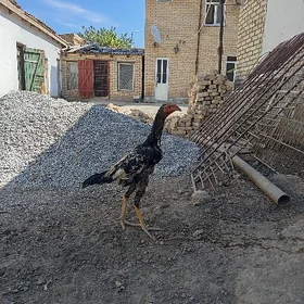 байес джудже