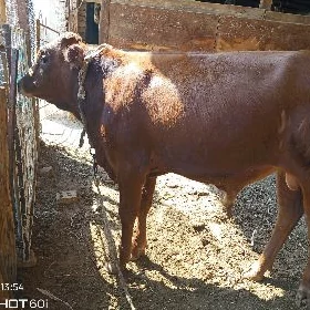 göle
