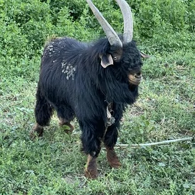 Теке гечи Teke gechi