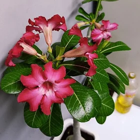 adenium çöl güli