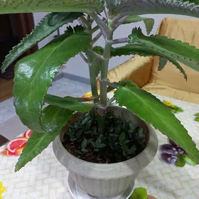 цветы