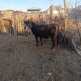 SYGYR