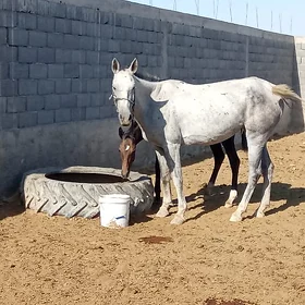 Tayly baytal tohum at ıkısem