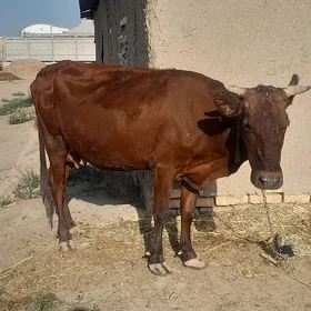 Goleli sygyr