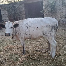 gole tohum