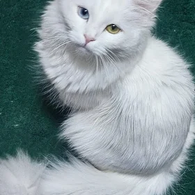кошка  Pişik