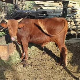 Öküz