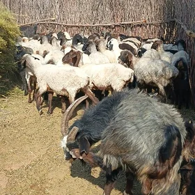 Goýun