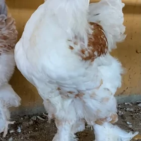 Orginal Brama Horazlar