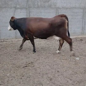 Bogaz 6 aylyk Simental Gybrid